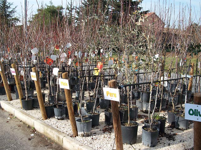 Vendita online alberi da frutto per agricoltura ed orto