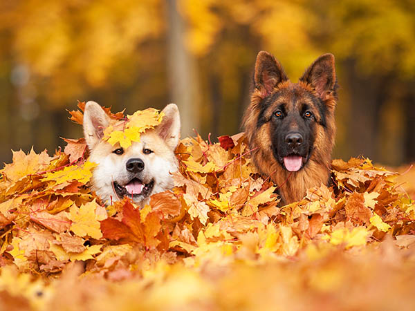 vendita online cibo per cani alimenti mangimi