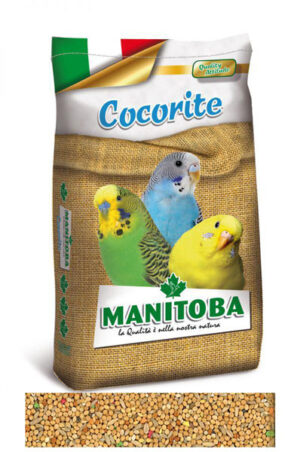 Miscuglio Cocorite Perrucche della Manitoba