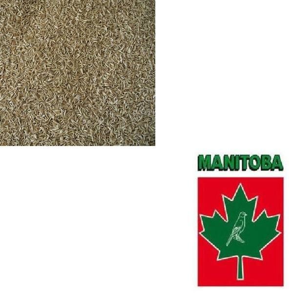 Erba Mazzolina della Manitoba per uso zootecnico