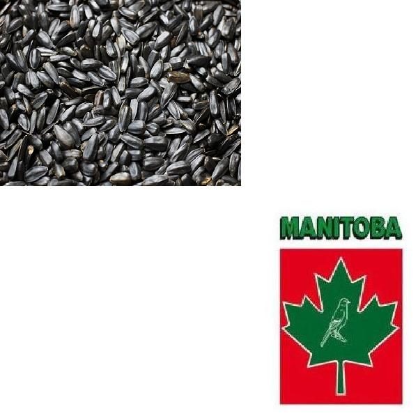 Semi di Girasole Nero della Manitoba per uso zootecnico