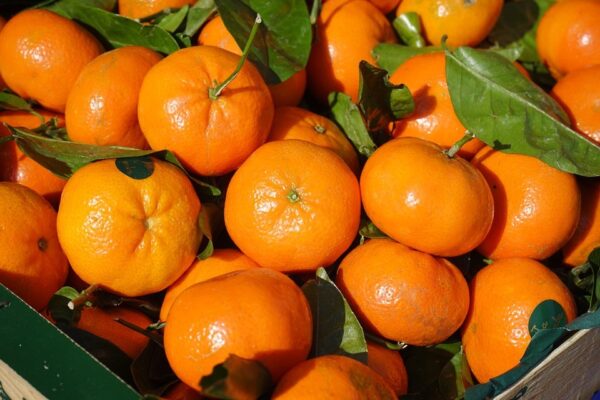 pienta clementine_in-vaso