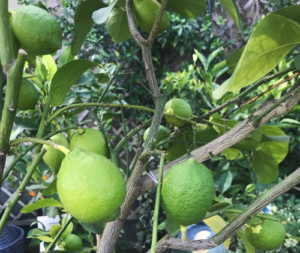 Limone di Sicilia in vaso