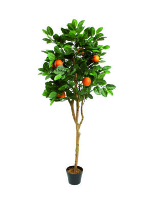 pianta-di-arancio-in-vaso