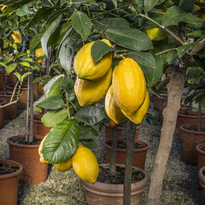 pianta di cedro in vaso