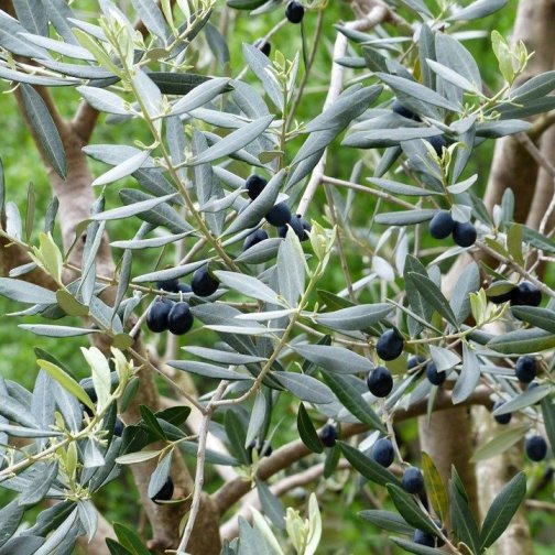 Albero di Ulivo di 1 anno in fitocella