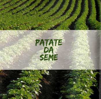 Patate da seme