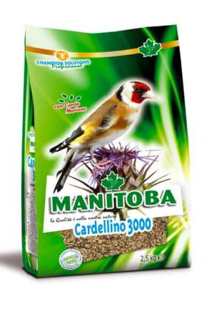 Cardellino3000_Manitoba