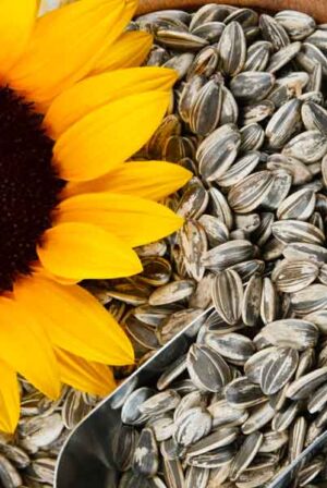 Girasole_gigante_Manitoba
