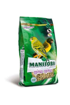Spinus_Spinus_Manitoba